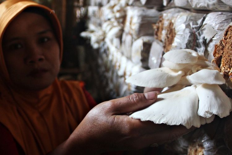 Sumarni sedang memanen jamur tiram, Minggu (28/4/2019). Sumarni merupakan salah satu pembudidaya jamur di Desa Kuniran, Kabupaten Ngawi, Jawa Timur