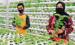 Program Hidroponik Sayur Inalum Cukupi Kebutuhan 430 Jiwa Masyarakat Desa Kuala Tanjung