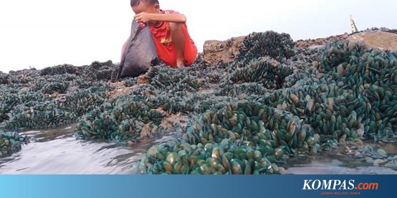 Viral, Jutaan Kerang Muncul di Sungai Buntu Karawang