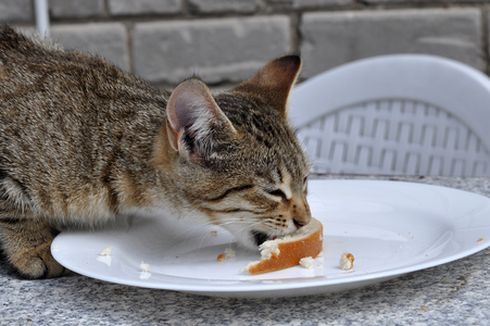 15 Makanan yang Tidak Boleh Dimakan Kucing