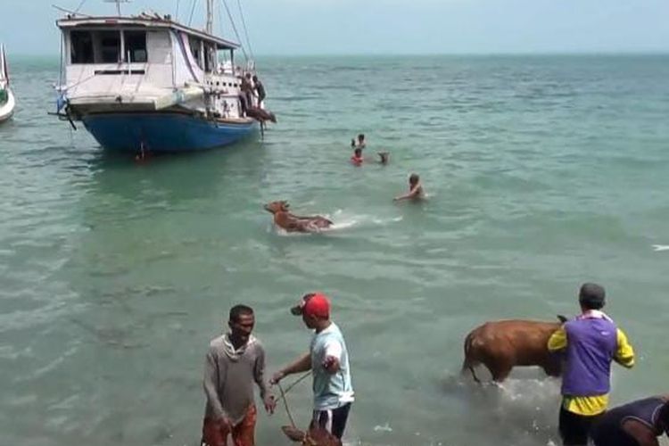 Puluhan sapi kurban di Kabupaten Sumenep, Jawa Timur, terpaksa harus dilempar ke laut karena tak adanya dermaga hewan di Pelabuhan Dungkek, Sumenep, Sabtu (15/6/2024). 