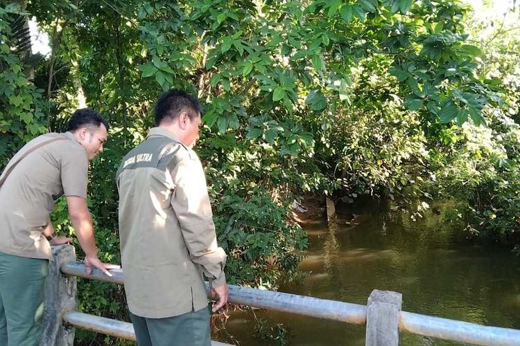 BSKDA Sultra di Baubau mengecek sungai yang menjadi habitat buaya yang serang warga