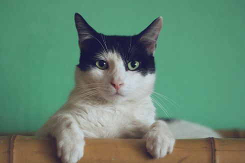 Sejarah Kucing, Kapan Kucing Mulai Jadi Hewan Domestik