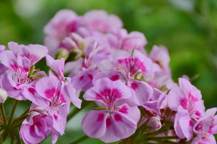 Ilustrasi bunga geranium (Pelargonium). 
