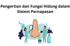 Pengertian dan Fungsi Hidung dalam Sistem Pernapasan