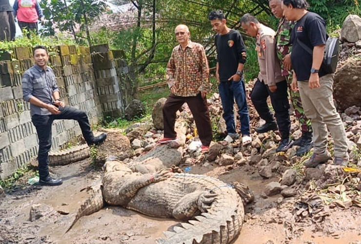 BERITA FOTO: Awas Buaya Lepas di Cianjur!