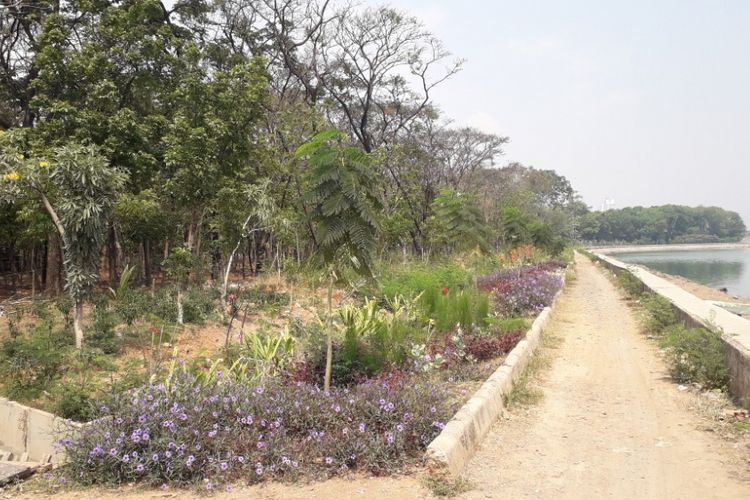 Tanaman hias ditanam di Hutan Kota Danau Cincin, Selasa (9/10/2018).