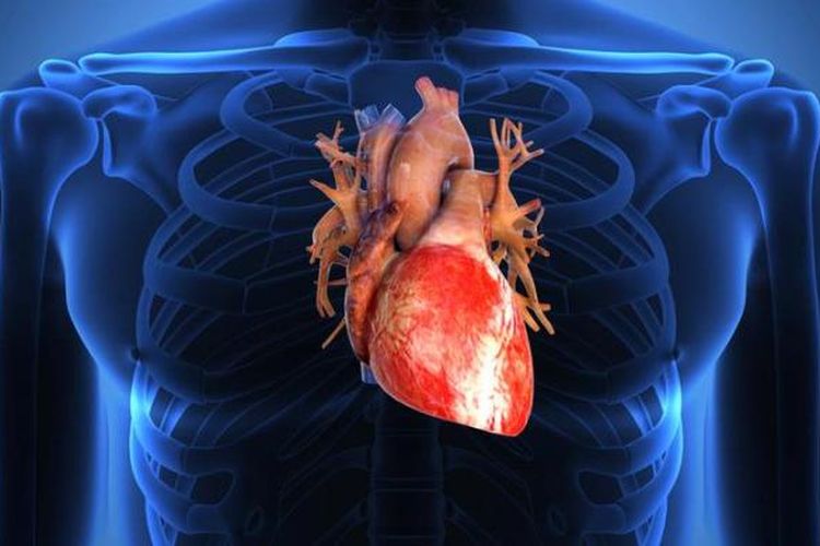Ilustrasi organ jantung