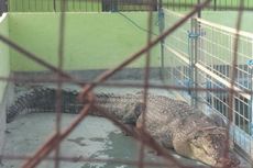 Buaya Sepanjang 4,5 Meter Ditangkap, Terbesar yang Pernah Ada di NTT