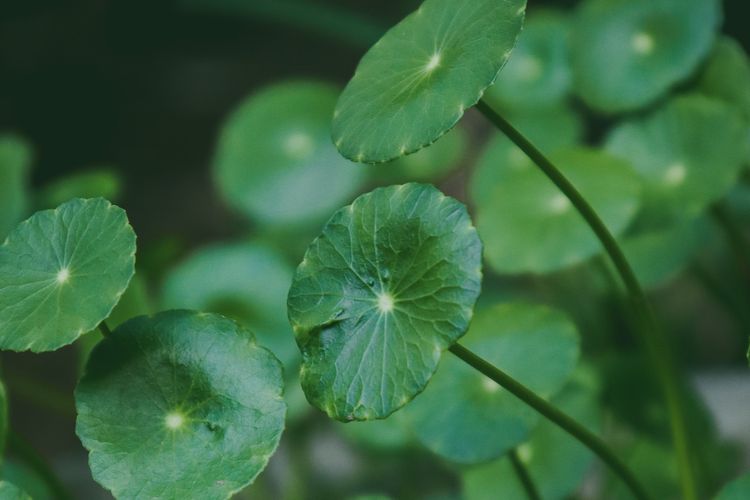 Manfaat Daun Pegagan atau Centella Asiatica untuk Wajah 