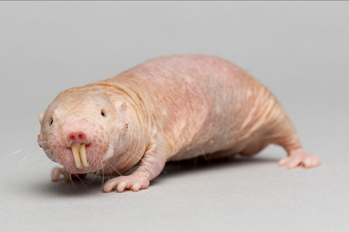 Tikus mol telanjang tetap bisa punya anak hingga usia lanjut