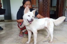 Anjing Kintamani Bali Diakui Sebagai Ras Asli Indonesia