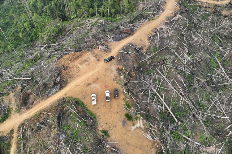 Satu Warga di Bengkulu Jadi Tersangka, Kelola Kebun Sawit Ilegal di Habitat Gajah Sumatera