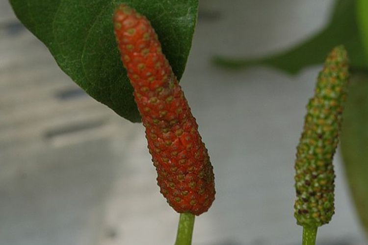 Ilustrasi cabai jawa, tanaman cabai jawa.