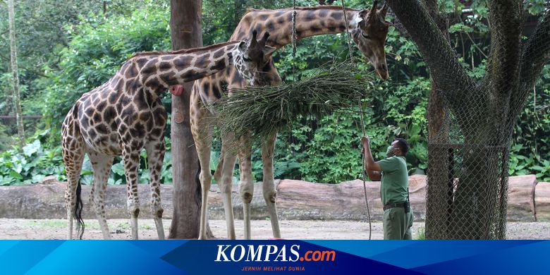 Bagaimana Suara dan Cara Jerapah Berkomunikasi?