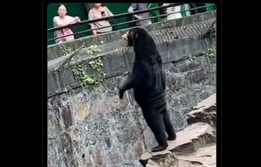 Apakah Beruang Madu Bisa Berdiri Tegak Seperti Manusia? Halaman ...
