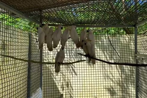 Gagalkan Penyelundupan 91 Ekor Burung di Maluku, Petugas Tangkap 6 Orang