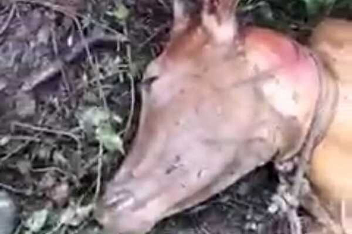 Tangkapan layar video unggahan di Facebook memperlihatkan bangkai lembu milik warga di blok hutan Cincin, kawasan Taman Nasional Gunung Leuser, Resor Sekoci Lepan, Langkat akibat diterkam harimau sumatera. Di sekitar kawasan ini, sebelumnya seorang peladang tewas dan lembu mati dimangsa harimau. Warga sudah diimbau untuk lebih berhati-hati dan tidak memelihara lembu ke dalam kawasan.