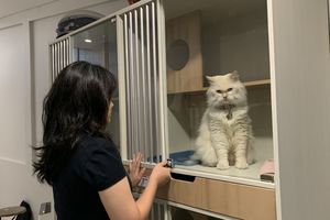 Lebaran Tiba, Pet Hotel di Surabaya Ini Mulai Banjir Pesanan 