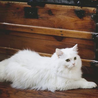 Ilustrasi kucing putih. 