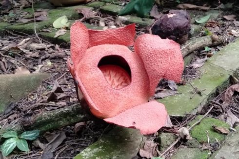 Terancam Punah, Rafflesia Patma Bakal Dikaji BRIN