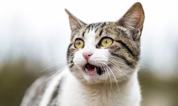 Jangan Dilepasliarkan, Kucing Rumahan Berisiko Menderita dan Timbulkan Masalah Baru