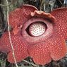 Bunga Rafflesia, Cuma Thomas Stamford Raffles Tercatat sebagai Penemu
