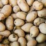 Kapan Kentang Siap Panen? Ini Tanda-tandanya
