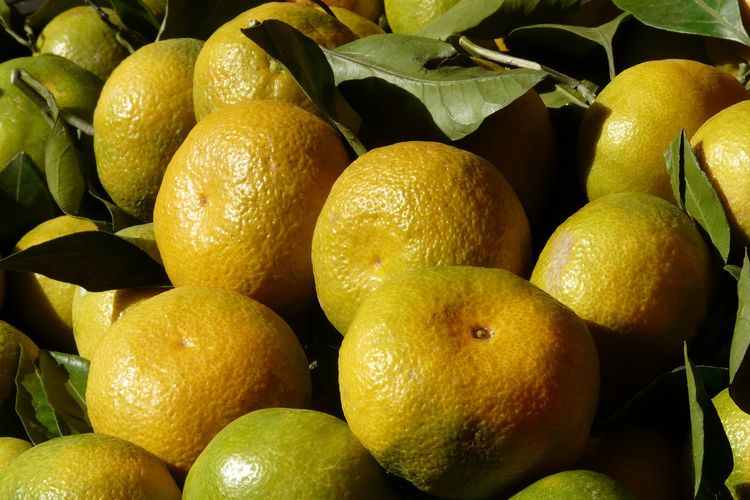 Ilustrasi buah jeruk keprok.