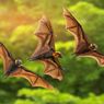 Kelelawar Meksiko Terancam Punah, Studi DNA Bisa Lindungi Mamalia Terbang Ini