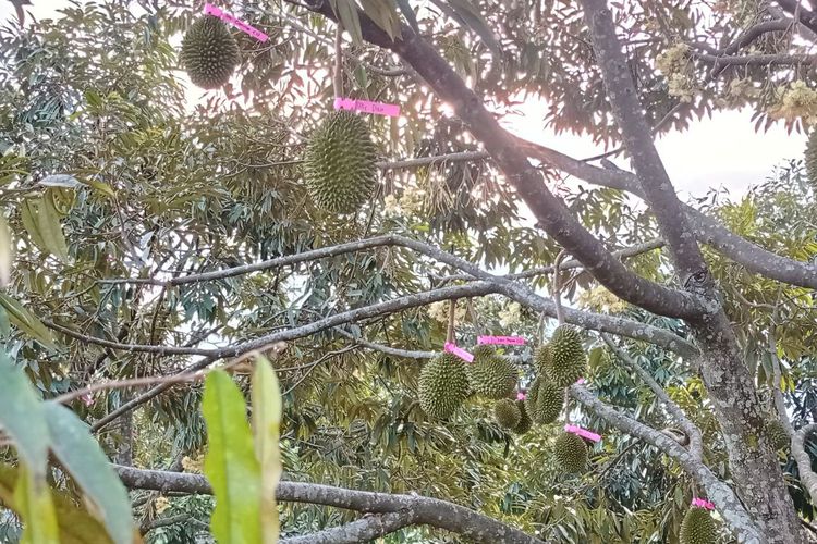 Pohon durian musang king di Tana Durian Klaten yang bakal panen raya pada Oktober-November 2023.