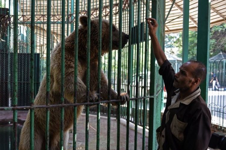 Seorang petugas kebun binatang Giza di Mesir sedang berinteraksi dengan beruang. (AFP/Mohamed el-Shahed)