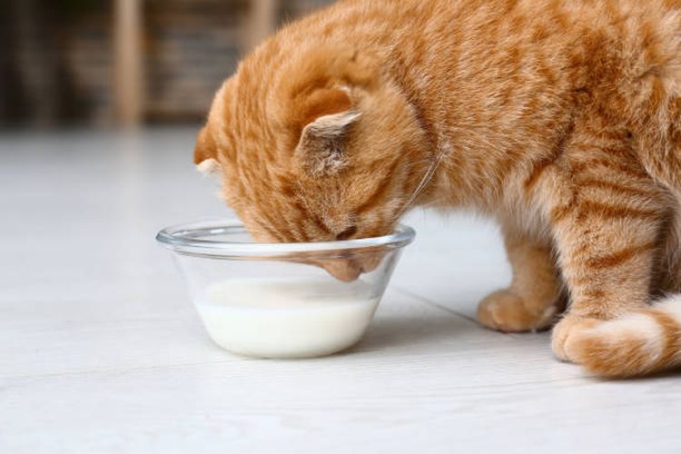 Ilustrasi kucing meminum susu.
