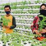 Proram Hidroponik Sayur Inalum Cukupi Kebutuhan 430 Jiwa Masyarakat Desa Kuala Tanjung