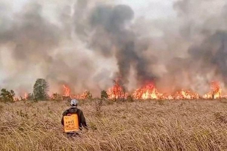 Sebulan Ada 8.686 Titik Panas di Lampung, Walhi: Setengahnya Disumbang Korporasi
