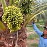 Hasilkan Kurma Kualitas Dunia, Petani Kurma di Lombok: Awalnya, Kita Dikira Gila...