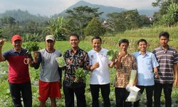 Kementan Terus Genjot Pengembangan Sentra Sayuran Organik 