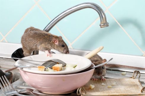 Waspadai 5 Jenis Penyakit akibat Kehadiran Tikus di Rumah