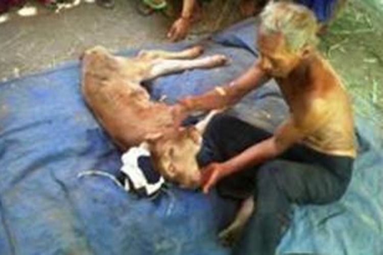 Anak sapi milik Karsono lahir dengan kepala dua di Sesa Tawar, Kecamatan Gondang, Kabupaten Mojokerto.