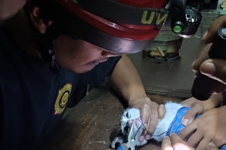 Petugas Damkar Kabupaten Semarang berupaya melepas kail di mulut seekor kucing