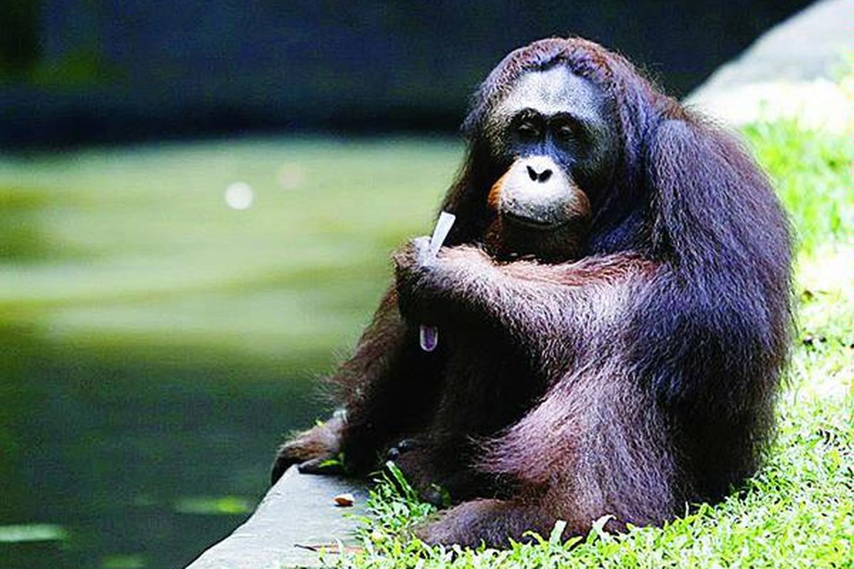 Orangutan (Pongo pygmaeus) di Taman Margasatwa Ragunan, Jakarta, menyantap es yang diberikan pengunjung, Selasa (16/3). Tidak hanya perburuan liar, kerusakan hutan juga menjadi faktor yang mempercepat kepunahan primata tersebut. Populasi orangutan di seluruh dunia diperkirakan hanya 100.000 ekor.