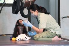 Taman Safari Bogor Perpanjang Waktu Tutup, Tetap Prioritaskan Perawatan Satwa