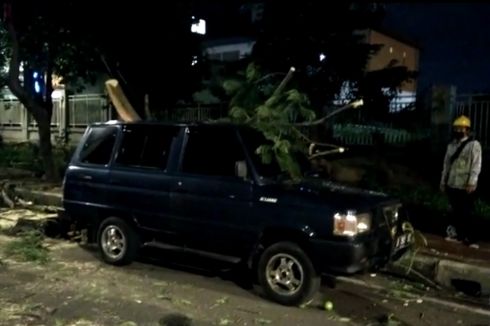 Angin Kencang di Jakarta, Waspada Pohon Tumbang Saat Berkendara