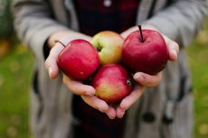 10 Manfaat Kesehatan Mengonsumsi Buah Apel