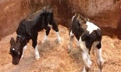 Kementan Gunakan Bioteknologi Kembangkan Potensi Genetik Sapi Kembar