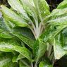 Cara Membuat Pupuk untuk Aglonema agar Tumbuh Subur dan Rimbun