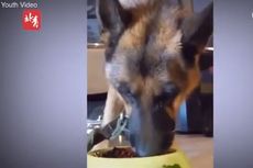 Video Viral Anjing Menangis Dipaksa Makan Cabai demi Konten