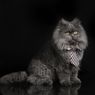Mengenal Kucing Persia yang Sempat Jadi Kesayangan Ratu Victoria