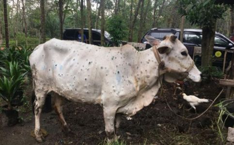 Indonesia Starts Vaccination Program for Cattle to Contain Lumpy Skin Disease