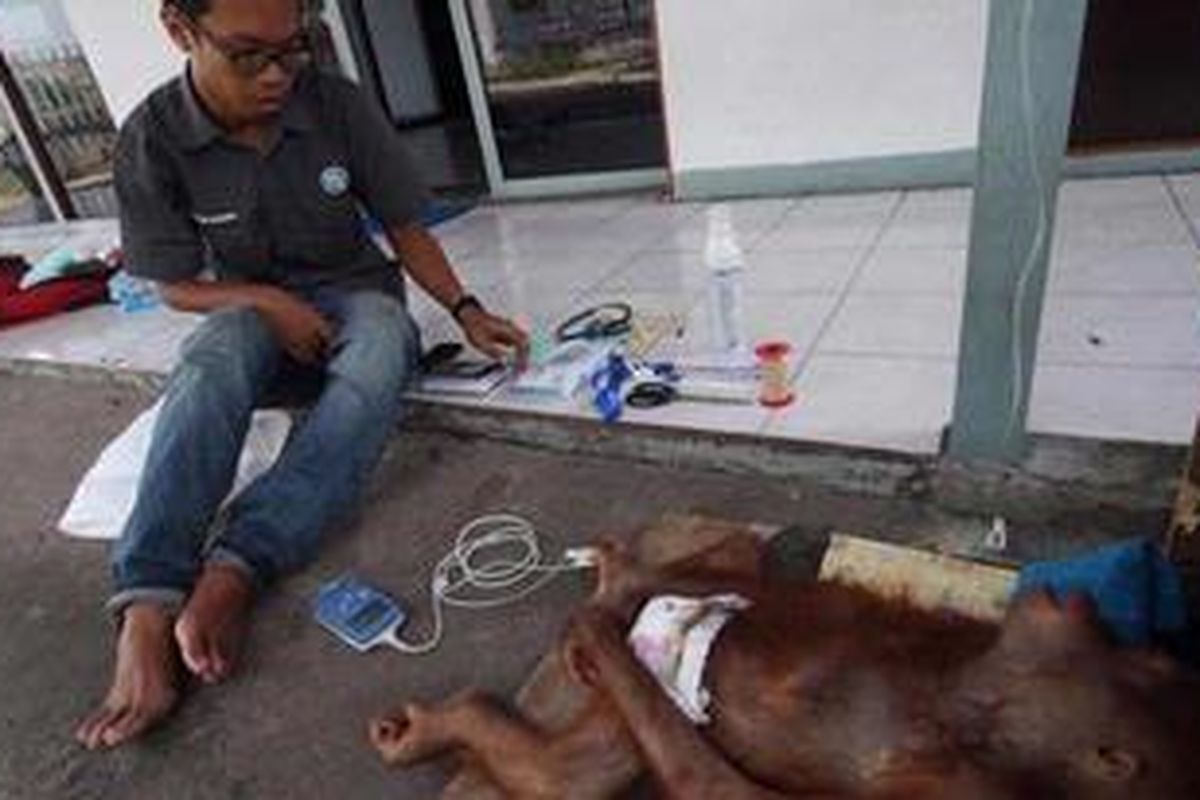 Orang utan yang diambil dari pemeliharanya di Sambas, Kalbar akhirnya mati setelah sepekan lebih kritis.